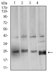 Figure 4:Western blot analysis using BCL2L2 mouse mAb against HCT116 (1), LOVO (2), SW480 (3), and HL-60 (4) cell lysate.