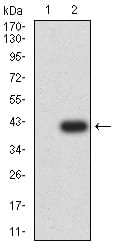 Figure 3:Western blot analysis using GRM6 mAb against HEK293 (1) and GRM6 (AA: extra 480-585)-hIgGFc transfected HEK293 (2) cell lysate.