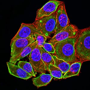 Figure 4:Immunofluorescence analysis of Hela cells using ALDOA mouse mAb (green). Blue: DRAQ5 fluorescent DNA dye. Red: Actin filaments have been labeled with Alexa Fluor- 555 phalloidin. Secondary antibody from Fisher (Cat#: 35503)