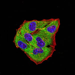 Figure 5:Immunofluorescence analysis of Hela cells using GLRB mouse mAb (green). Blue: DRAQ5 fluorescent DNA dye. Red: Actin filaments have been labeled with Alexa Fluor- 555 phalloidin. Secondary antibody from Fisher (Cat#: 35503)