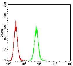 Figure 6:Flow cytometric analysis of Hela cells using HTR3B mouse mAb (green) and negative control (red).