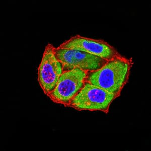 Figure 5:Immunofluorescence analysis of Hela cells using HTR3B mouse mAb (green). Blue: DRAQ5 fluorescent DNA dye. Red: Actin filaments have been labeled with Alexa Fluor- 555 phalloidin. Secondary antibody from Fisher (Cat#: 35503)