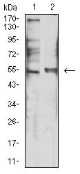 Figure 4:Western blot analysis using HTR3B mouse mAb against SK-N-SH (1) and Hela (2) cell lysate.