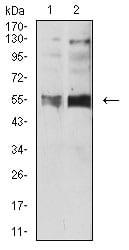 Figure 4:Western blot analysis using HTR3B mouse mAb against SH-SY5Y (1) and Hela (2) cell lysate.