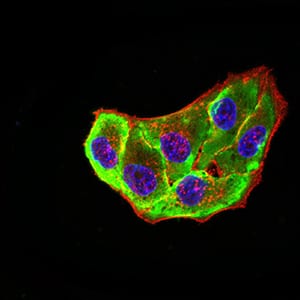 Figure 4:Immunofluorescence analysis of Hela cells using ADORA2A mouse mAb (green). Blue: DRAQ5 fluorescent DNA dye. Red: Actin filaments have been labeled with Alexa Fluor- 555 phalloidin. Secondary antibody from Fisher (Cat#: 35503)