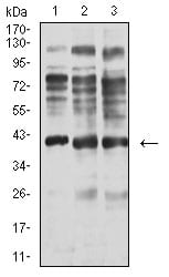 Figure 4:Western blot analysis using ADAP1 mouse mAb against C6 (1), A549 (2), and HepG2 (3) cell lysate.