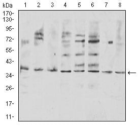 Figure 4:Western blot analysis using TNFSF11 mouse mAb against COS7 (1), Hela (2), U937 (3), HL-60 (4), Raji (5), Ramos (6), Jurkat (7), and SW480 (8) cell lysate.