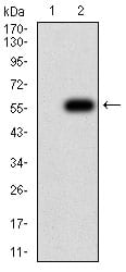 Figure 3:Western blot analysis using TNFSF11 mAb against HEK293 (1) and TNFSF11 (AA: 74-308)-hIgGFc transfected HEK293 (2) cell lysate.