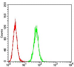 Figure 5:Flow cytometric analysis of Hela cells using P2RY8 mouse mAb (green) and negative control (red).
