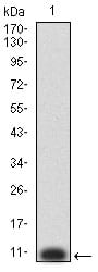 Figure 2:Western blot analysis using P2RY8 mAb against human P2RY8 (AA: extra mix) recombinant protein. (Expected MW is 6.6 kDa)