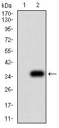 Figure 3:Western blot analysis using P2RY8 mAb against HEK293 (1) and P2RY8 (AA: extra mix)-hIgGFc transfected HEK293 (2) cell lysate.