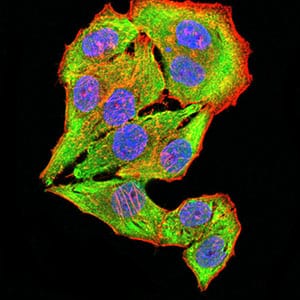 Figure 4:Immunofluorescence analysis of Hela cells using CHRNB4 mouse mAb (green). Blue: DRAQ5 fluorescent DNA dye. Red: Actin filaments have been labeled with Alexa Fluor- 555 phalloidin. Secondary antibody from Fisher (Cat#: 35503)