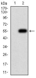 Figure 3:Western blot analysis using CHRNB4 mAb against HEK293 (1) and CHRNB4 (AA: extra 22-236)-hIgGFc transfected HEK293 (2) cell lysate.