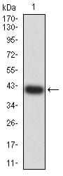 Figure 2:Western blot analysis using F2R mAb against human F2R (AA: 42-176) recombinant protein. (Expected MW is 41.3 kDa)