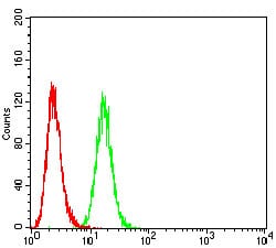 Figure 5:Flow cytometric analysis of Hela cells using P2RY1 mouse mAb (green) and negative control (red).