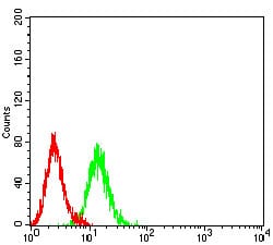 Figure 6:Flow cytometric analysis of K562 cells using P2RY1 mouse mAb (green) and negative control (red).