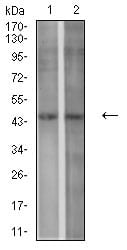 Figure 4:Western blot analysis using P2RY1 mouse mAb against SPC-A-1 (1) and C6 (2) cell lysate.