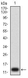 Figure 2:Western blot analysis using P2RY1 mAb against human P2RY1 (AA: extra mix) recombinant protein. (Expected MW is 13 kDa)