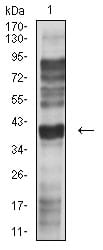 Figure 4:Western blot analysis using CD195 mouse mAb against L-02 (1) cell lysate.