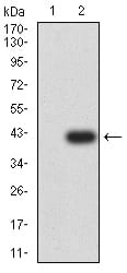 Figure 3:Western blot analysis using CD195 mAb against HEK293 (1) and CD195 (AA: extra mix)-hIgGFc transfected HEK293 (2) cell lysate.