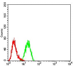 Figure 4:Flow cytometric analysis of K562 cells using CD110 mouse mAb (green) and negative control (red).