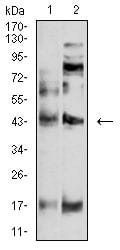 Figure 4:Western blot analysis using P2RY4 mouse mAb against SW620 (1) and A549 (2) cell lysate.