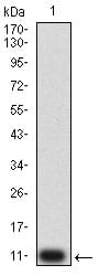 Figure 2:Western blot analysis using P2RY4 mAb against human P2RY4 (AA: extra mix) recombinant protein. (Expected MW is 10.1 kDa)