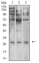 Figure 4:Western blot analysis using ELANE mouse mAb against U937 (1), SPC-A-1 (2), and COS7 (3) cell lysate.