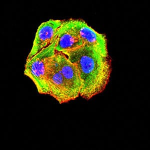 Figure 4:Immunofluorescence analysis of Hela cells using P2RY14 mouse mAb (green). Blue: DRAQ5 fluorescent DNA dye. Red: Actin filaments have been labeled with Alexa Fluor- 555 phalloidin. Secondary antibody from Fisher (Cat#: 35503)