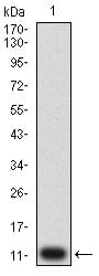 Figure 2:Western blot analysis using P2RY14 mAb against human P2RY14 (AA: extra mix) recombinant protein. (Expected MW is 11.5 kDa)