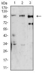 Figure 4:Western blot analysis using Dynamin-2 mouse mAb against U251 (1), Hela (2), and K562 (3) cell lysate.