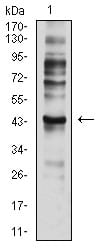 Figure 4:Western blot analysis using CD197 mouse mAb against C6 (1) cell lysate.