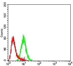 Figure 5:Flow cytometric analysis of SK-N-SH cells using CHRND mouse mAb (green) and negative control (red).