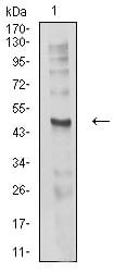 Figure 4:Western blot analysis using CHRND mouse mAb against C6 (1) cell lysate.