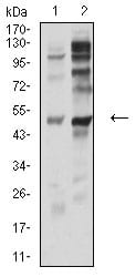 Figure 4:Western blot analysis using P2RY12 mouse mAb against PC-3 (1) and C6 (2) cell lysate.