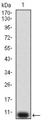 Figure 2:Western blot analysis using P2RY12 mAb against human P2RY12 (AA: extra mix) recombinant protein. (Expected MW is 9.4 kDa)