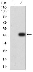 Figure 3:Western blot analysis using CD152 mAb against HEK293 (1) and CD152 (AA: extra 36-161)-hIgGFc transfected HEK293 (2) cell lysate.