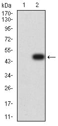 Figure 3:Western blot analysis using CD137 mAb against HEK293 (1) and CD137 (AA: extra 24-186)-hIgGFc transfected HEK293 (2) cell lysate.