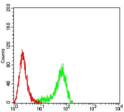 Figure 5:Flow cytometric analysis of Hela cells using PLXNA1 mouse mAb (green) and negative control (red).