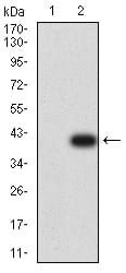 Figure 3:Western blot analysis using PLXNA1 mAb against HEK293 (1) and PLXNA1 (AA: 1100-1200)-hIgGFc transfected HEK293 (2) cell lysate.