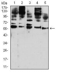 Figure 4:Western blot analysis using CD209 mouse mAb against Hela (1), U937 (2), THP-1 (3), HL-60 (4), and A431 (5) cell lysate.