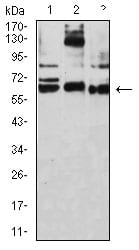 Figure 4:Western blot analysis using CD209 mouse mAb against THP-1 (1), HL-60 (2), and A431 (3) cell lysate.