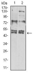 Figure 4:Western blot analysis using CD183 mouse mAb against Hela (1) and L-02 (2) cell lysate.