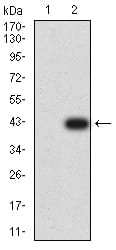 Figure 3:Western blot analysis using CD183 mAb against HEK293 (1) and CD183 (AA: extra mix)-hIgGFc transfected HEK293 (2) cell lysate.