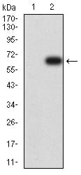 Figure 3:Western blot analysis using CD158E1 mAb against HEK293 (1) and CD158E1 (AA: extra 206-340)-hIgGFc transfected HEK293 (2) cell lysate.