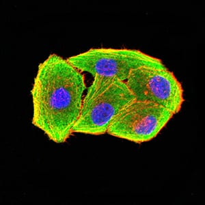 Figure 3:Immunofluorescence analysis of Hela cells using B7H3 mouse mAb (green). Blue: DRAQ5 fluorescent DNA dye. Red: Actin filaments have been labeled with Alexa Fluor- 555 phalloidin. Secondary antibody from Fisher (Cat#: 35503)