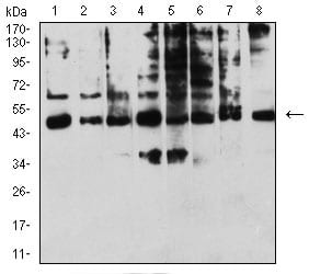 Figure 3:Western blot analysis using KIR3DL1 mouse mAb against A431 (1), Raji (2), SPC-A-1 (3), K562 (4), HEK293 (5), U937 (6), C6 (7), and COS7 (8) cell lysate.