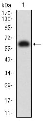 Figure 2:Western blot analysis using KIR3DL1 mAb against human KIR3DL1 (AA: extra 22-340) recombinant protein. (Expected MW is 65 kDa)