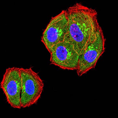 Figure 3:Immunofluorescence analysis of Hela cells using TIM3 mouse mAb (green). Blue: DRAQ5 fluorescent DNA dye. Red: Actin filaments have been labeled with Alexa Fluor- 555 phalloidin. Secondary antibody from Fisher (Cat#: 35503)