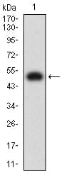 Figure 2:Western blot analysis using TIM3 mAb against human TIM3 (AA: extra 22-202) recombinant protein. (Expected MW is 50 kDa)